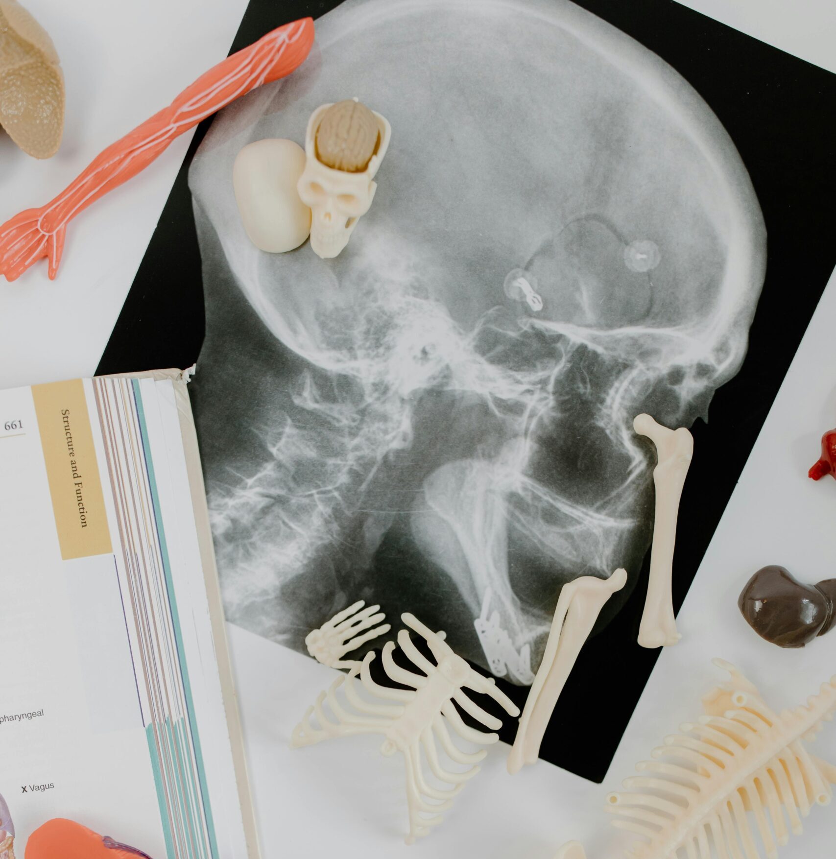 Anatomie et structures du corps humain utilisées en ostéopathie pour la prise en charge de la femme et de la périnatalité à Marseille