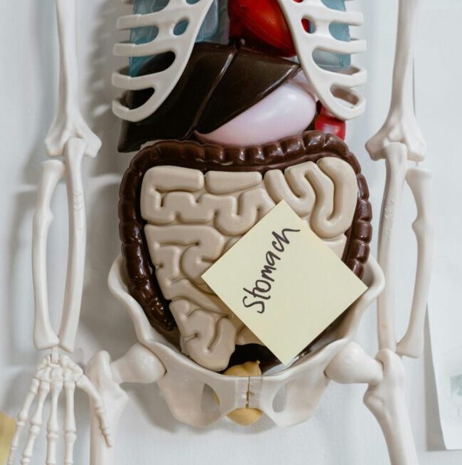 Modèle anatomique des organes viscéraux utilisé par une ostéopathe à Marseille pour expliquer le lien entre troubles digestifs, endométriose et douleurs pelviennes.